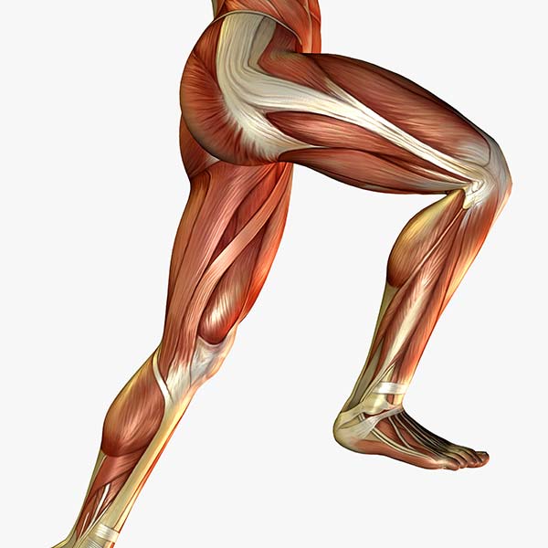 Dibujo de los músculos y huesos de las piernas de una persona